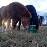 Ponis-pasturant