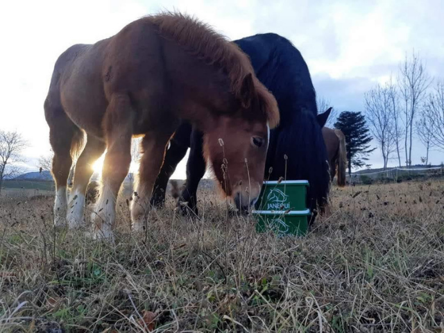 Ponis-pasturant