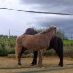 ponis rascant-se