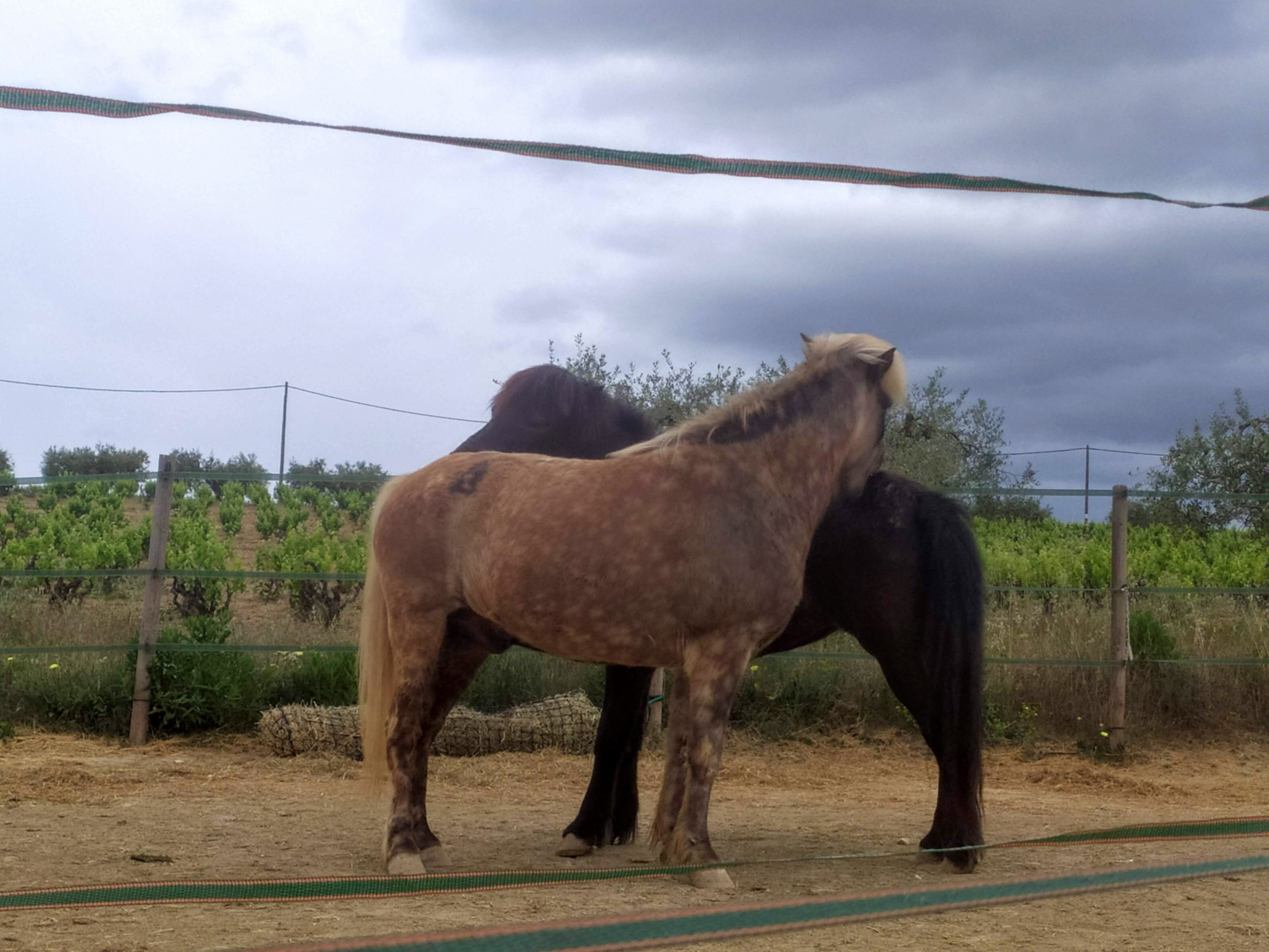ponis rascant-se