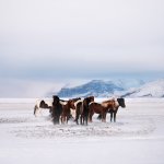 grupo-caballos-nieve